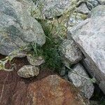 Artemisia umbelliformis Blad