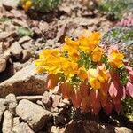 Tropaeolum polyphyllum Flower