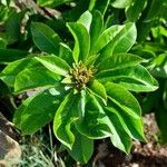 Rhodocactus grandifolius Leaf