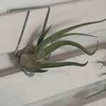 Tillandsia paucifolia Frunză