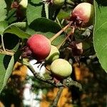 Amelanchier canadensis Fruit