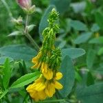 Melilotus officinalis Flower