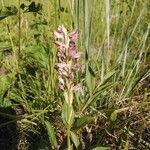 Anacamptis fragrans Vivejo