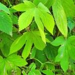 Humulus scandens Folio