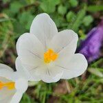 Crocus vernus ফুল