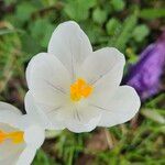 Crocus vernus Blomma