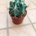 Ferocactus emoryi Leaf