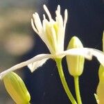 Clematis flammula Flower
