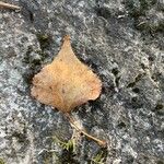 Populus nigra Leaf