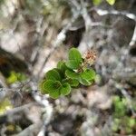 Embelia angustifolia Leaf