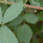 Rubus montanus Blatt