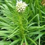 Liatris pycnostachya 葉