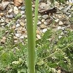 Eryngium yuccifolium Kůra