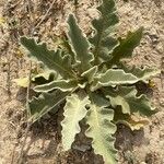 Verbascum undulatum Habit