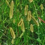 Setaria pumilaFlower