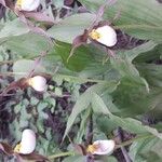 Cypripedium montanum 形态