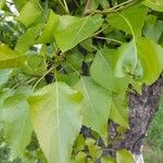 Populus balsamifera Yaprak