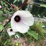 Hibiscus cannabinus Blomst