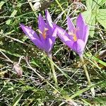 Crocus nudiflorusFlor