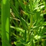 Gratiola officinalis Leaf