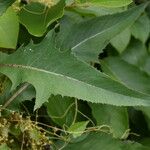 Lactuca indica Leaf