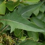 Lactuca indica Folla