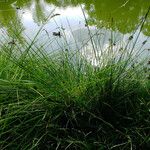 Carex paniculata Blatt