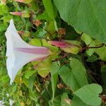 Calystegia silvatica Цветок