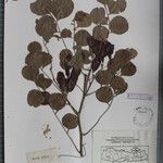 Dalbergia latifolia Други