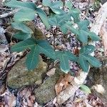 Acropogon paagoumenensis Hábito