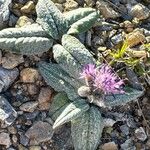 Saussurea alpina Flower