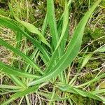 Bupleurum angulosum Hoja