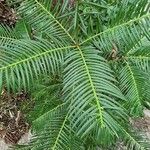 Cephalotaxus fortunei Leaf