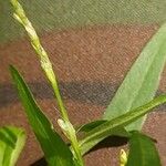Persicaria minor Blüte