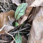 Hieracium venosum Liść