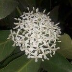 Ixora finlaysoniana 花