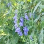 Salvia hispanica花