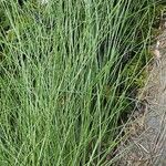 Festuca heterophylla برگ