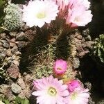 Acanthocalycium spiniflorum Folha