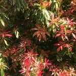 Pieris japonica ഇല