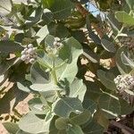 Calotropis procera Blatt