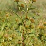 Bidens radiata Otro