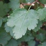 Ribes alpinum Leaf