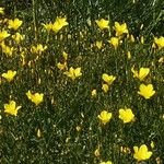 Linum flavum Bloem