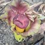 Amorphophallus paeoniifolius Levél