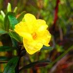 Hibbertia heterotricha ফুল