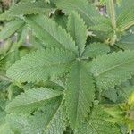 Potentilla thurberi Leaf