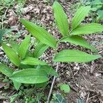 Polygonatum biflorum Φύλλο