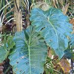 Philodendron giganteum Leaf