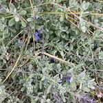 Salvia chamaedryoides Hoja